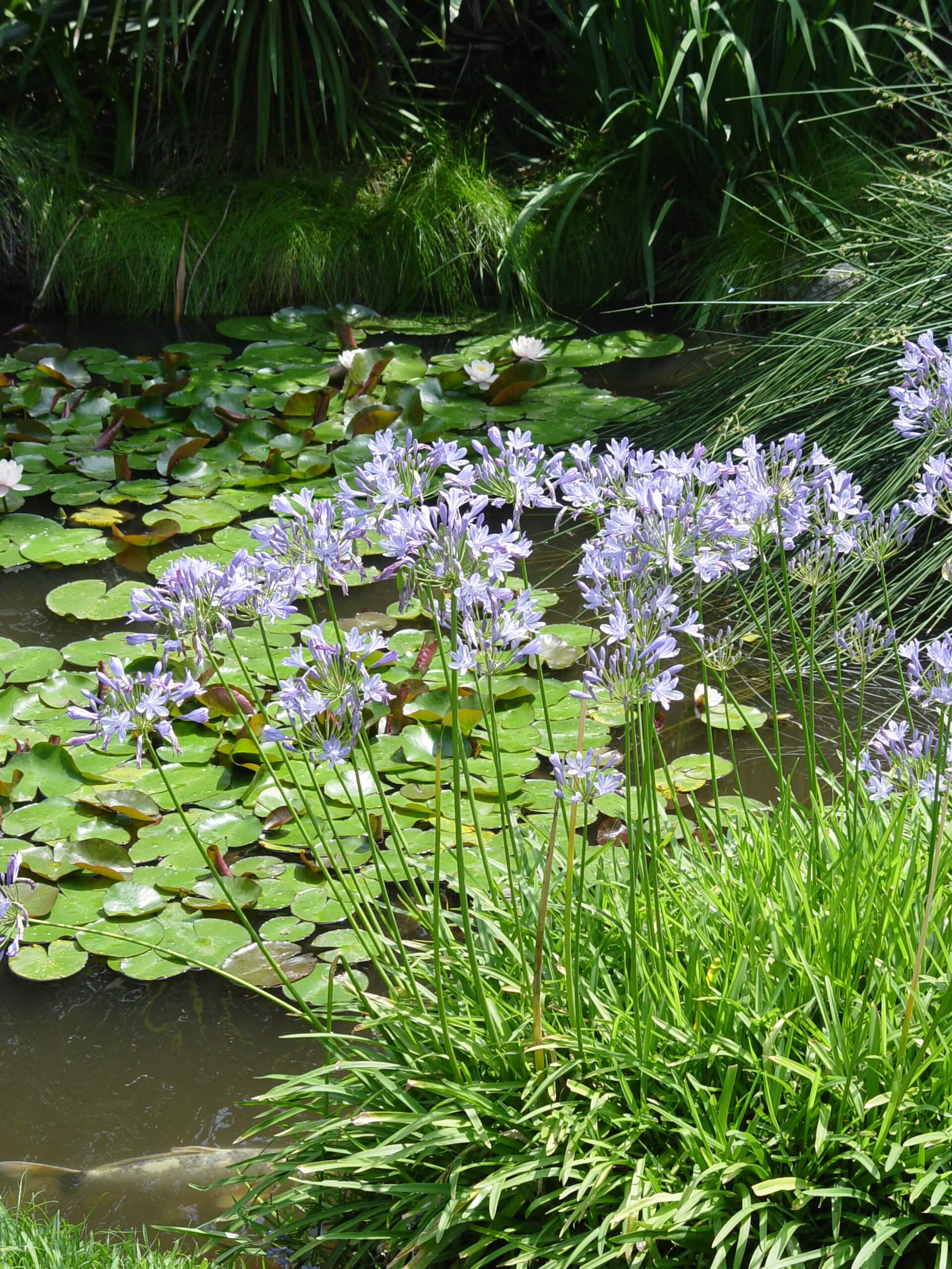 agapanthus-2-640x633 agapanthus-2-640x633
