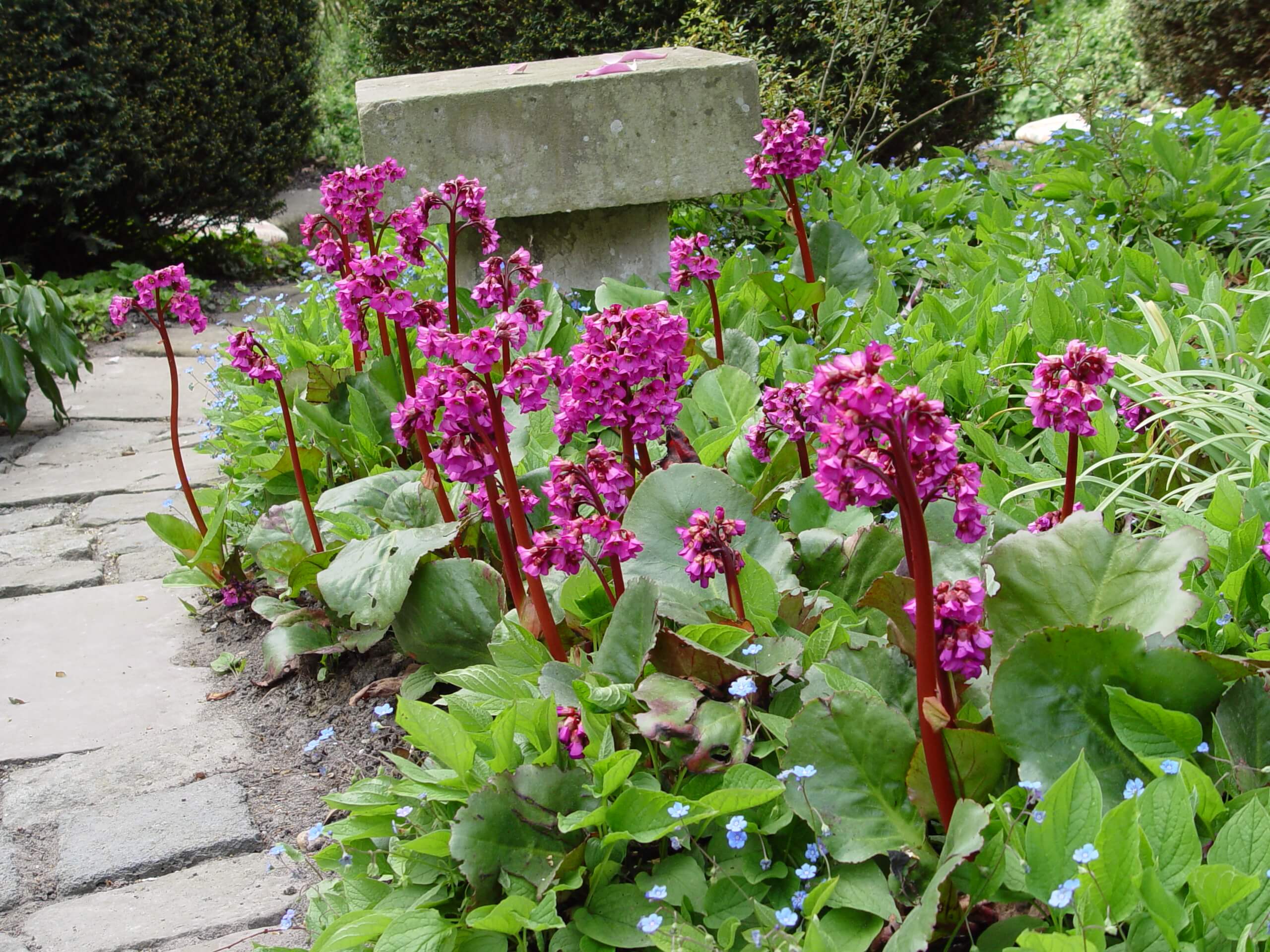 Bergenia Bergenia
