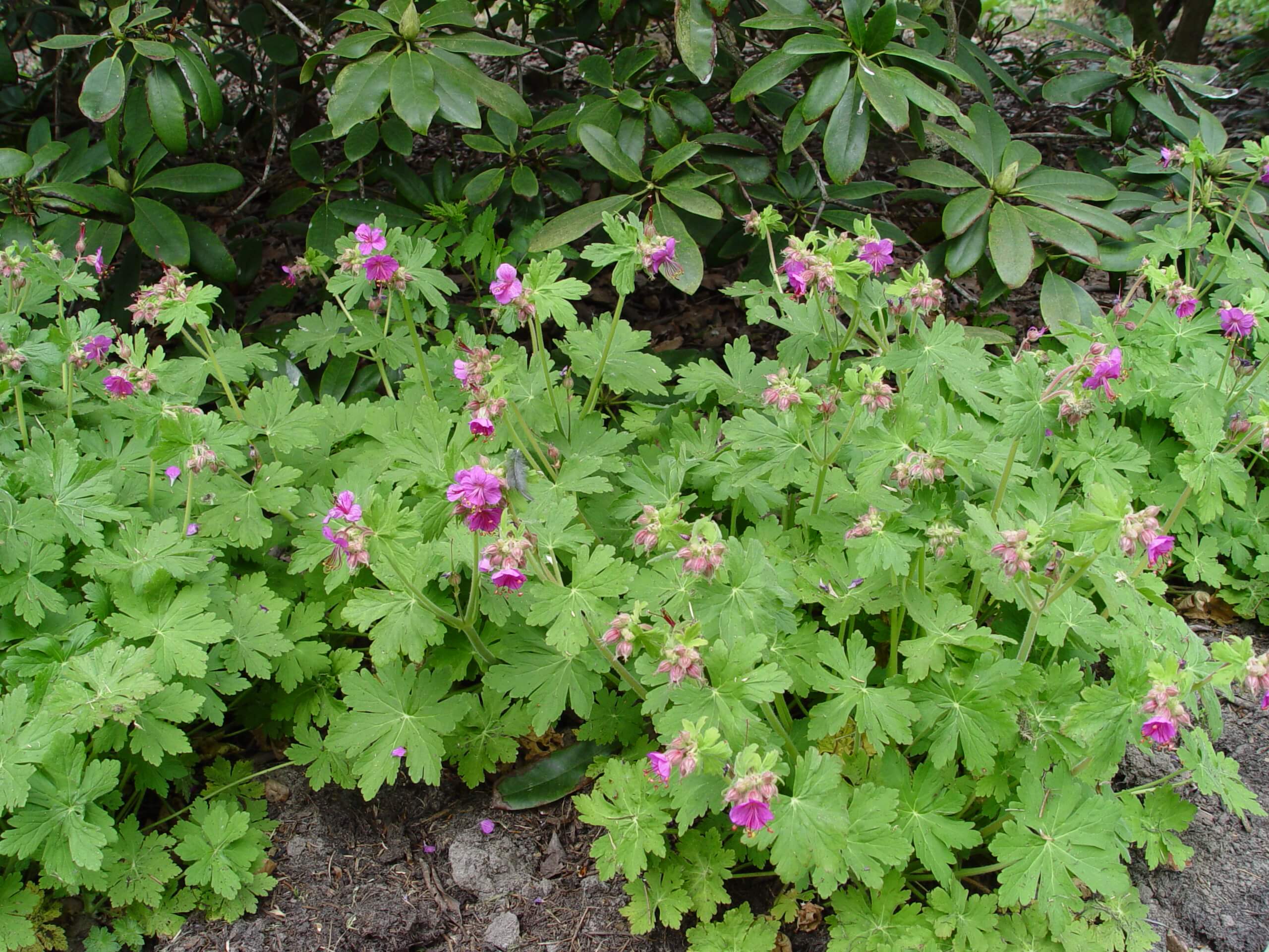 Geranium