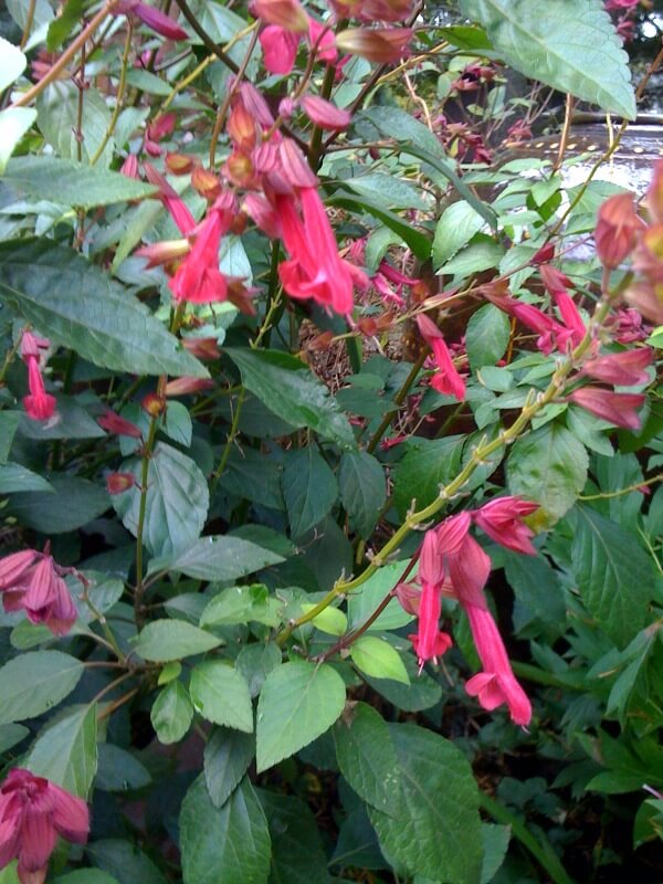Wendy Salvia