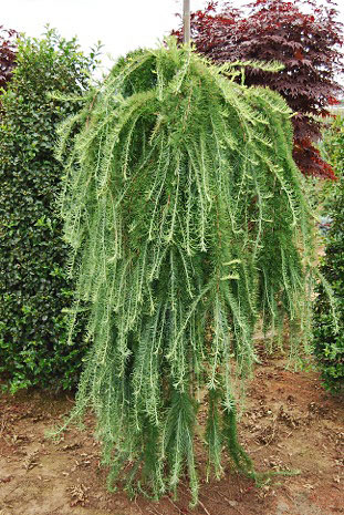 Larix decidua Pendula 5-6 Specimen