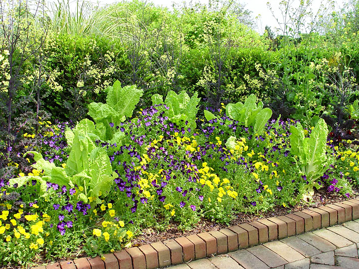 Chard Viola Chard Viola