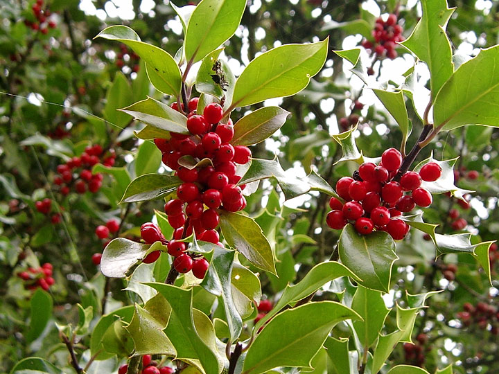 Holly Berries