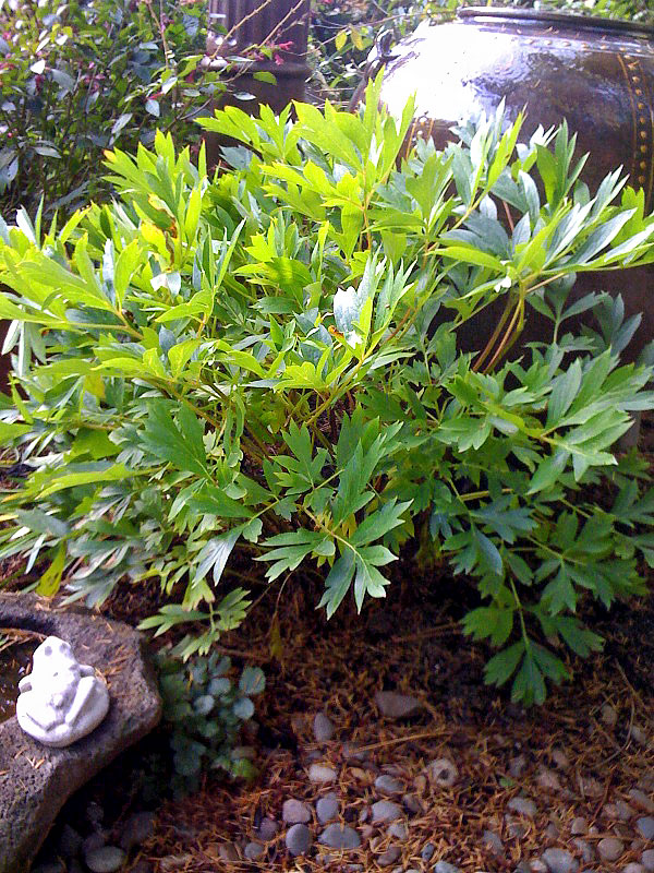 Itoh Peony