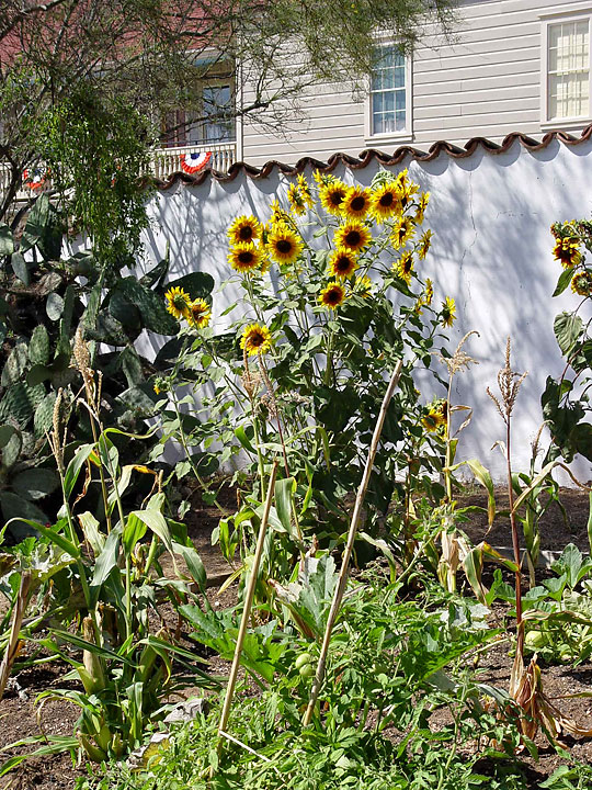 Sunflowers Sunflowers