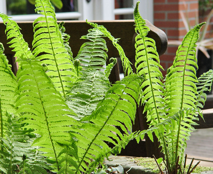 Fern