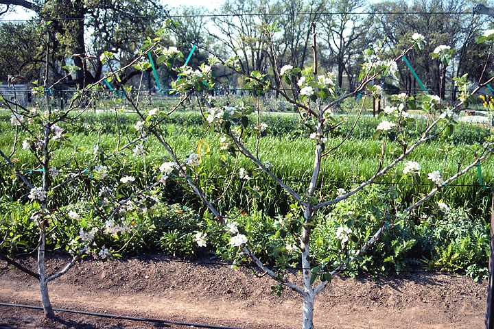 Getting the Fruit Back - Cordon Pear