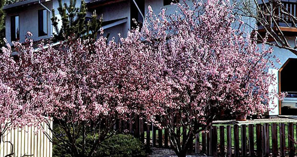 Getting the Fruit Back - Flowering Plum - article-top Getting the Fruit Back - Flowering Plum - article-top