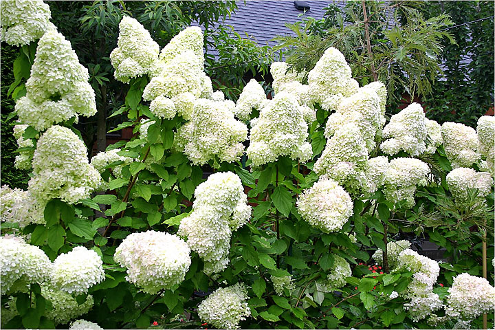 Hydrangea Limelight