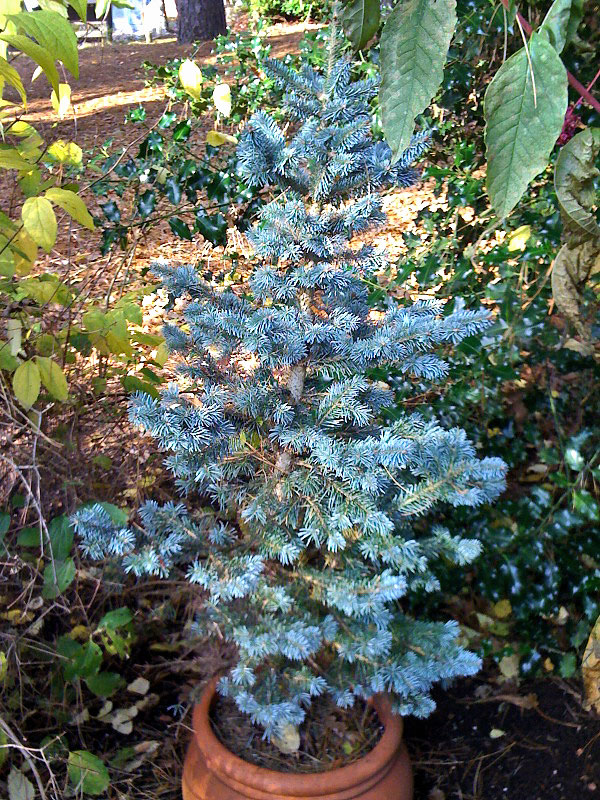 Living Christmas Tree Living Christmas Tree