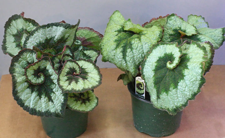 Begonia Escargot