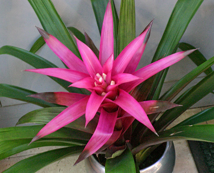 Bromeliad