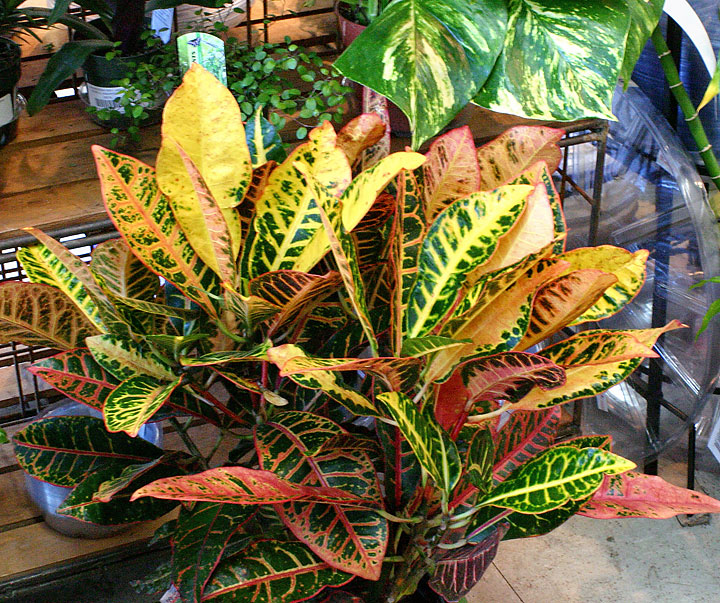 Croton