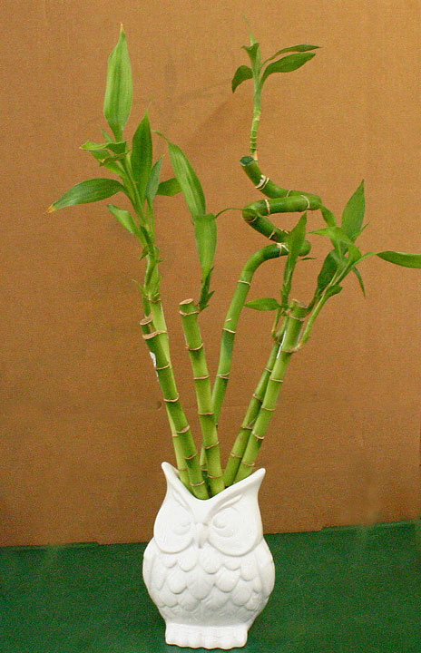 Dracaena Lucky Bamboo