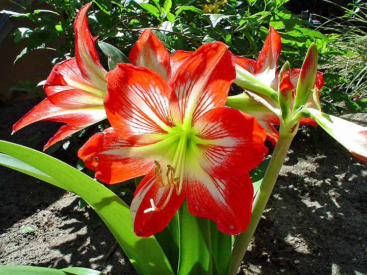 PS Amaryllis