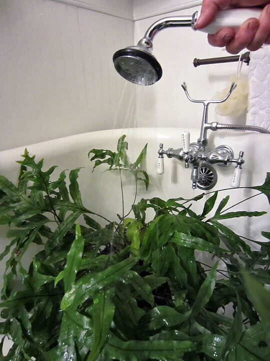 House Plant Bath - Pam Beck House Plant Bath - Pam Beck