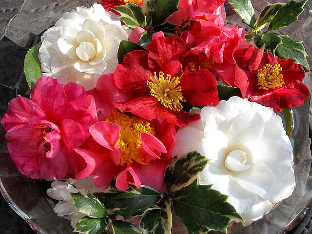 Camellia