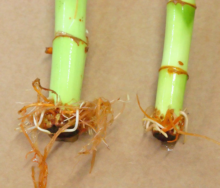 Darcy Bamboo Shoots