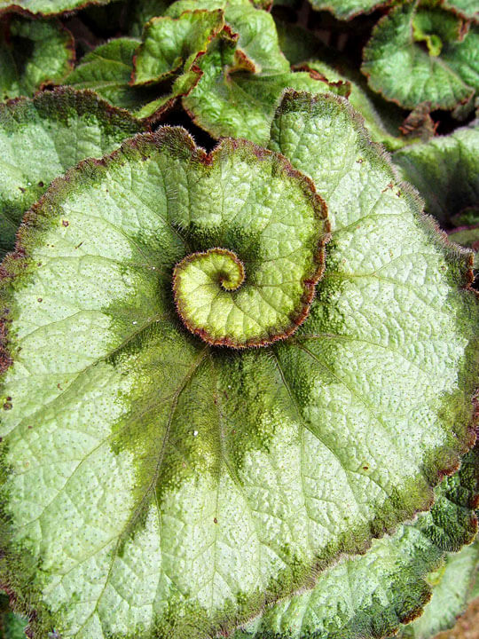 Escargot Escargot