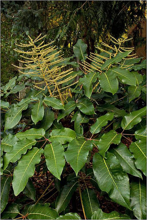Schefflera delavayi
