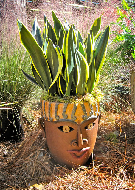 Sansevieria - aka Snakes Plants