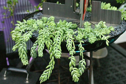 Donkey Tail by Rich Baer Donkey Tail by Rich Baer