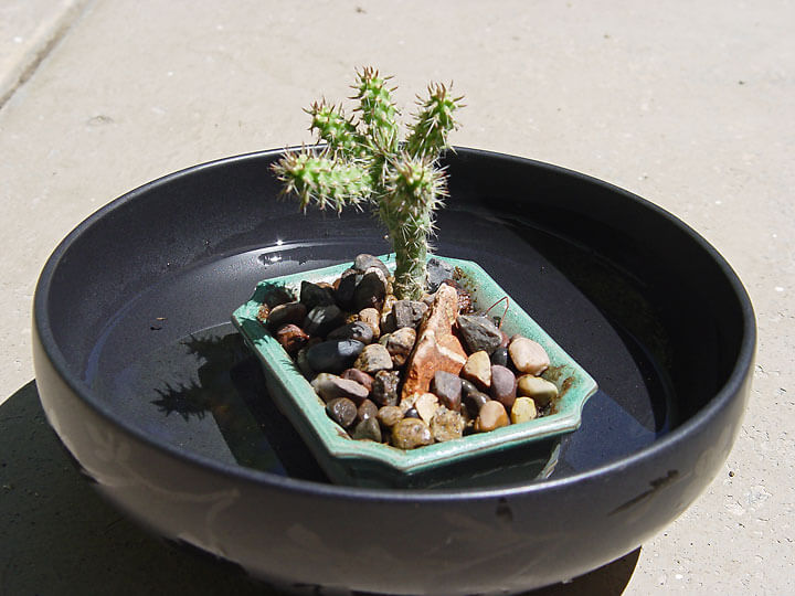 Pot in Bowl - Maureen Gilmer