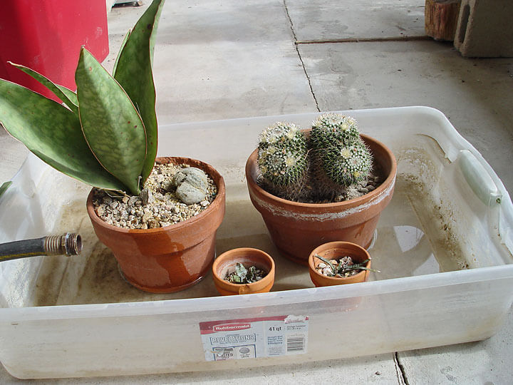 Pots in Box - Maureen Gilmer