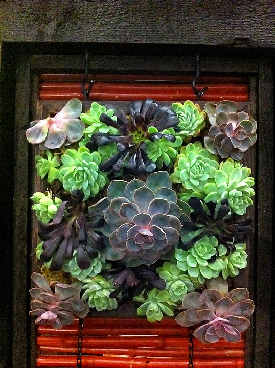 Succulent Square by Brian Jacob