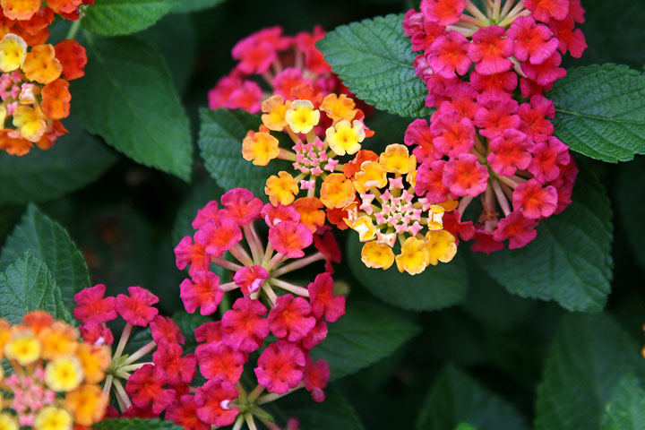 Lantana Camara Pinata Lantana Camara Pinata