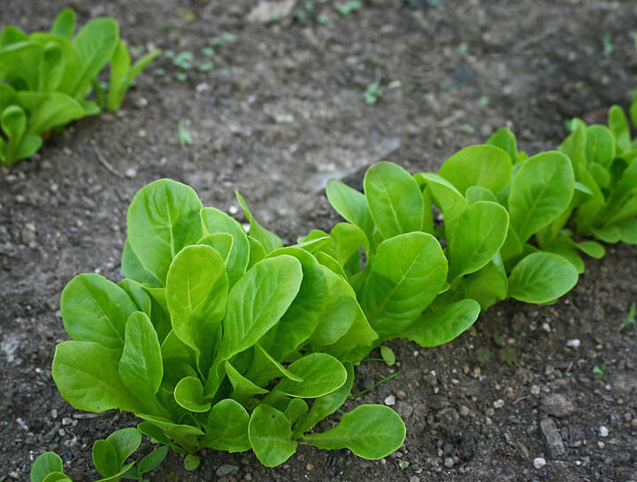 Lettuce Bib Seedlings - Rich Baer Lettuce Bib Seedlings - Rich Baer