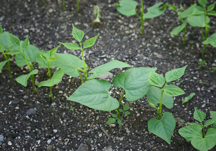 Bean Seedlings - Rich Baer Bean Seedlings - Rich Baer