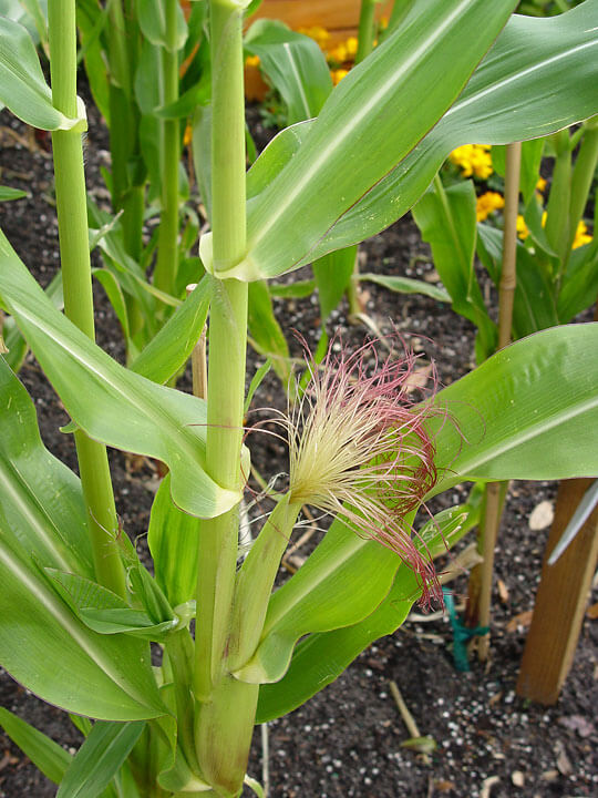 Corn Ear - Maureen Gilmer Corn Ear - Maureen Gilmer