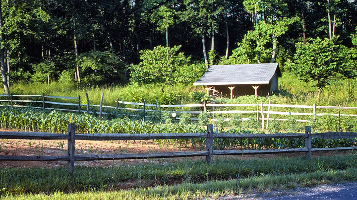 Corn Field - Maureen Gilmer Corn Field - Maureen Gilmer