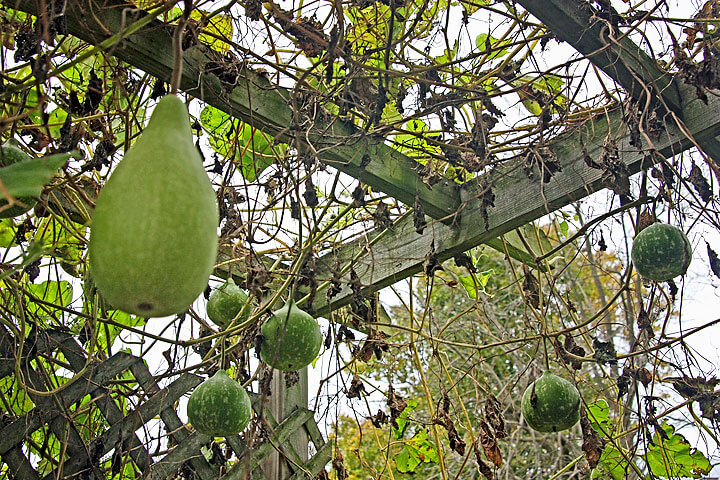Growing Gourds - Jessie Keith