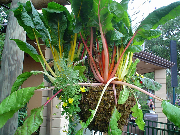 Hanging Baskets - Chard- Maureen Gilmer Hanging Baskets - Chard- Maureen Gilmer