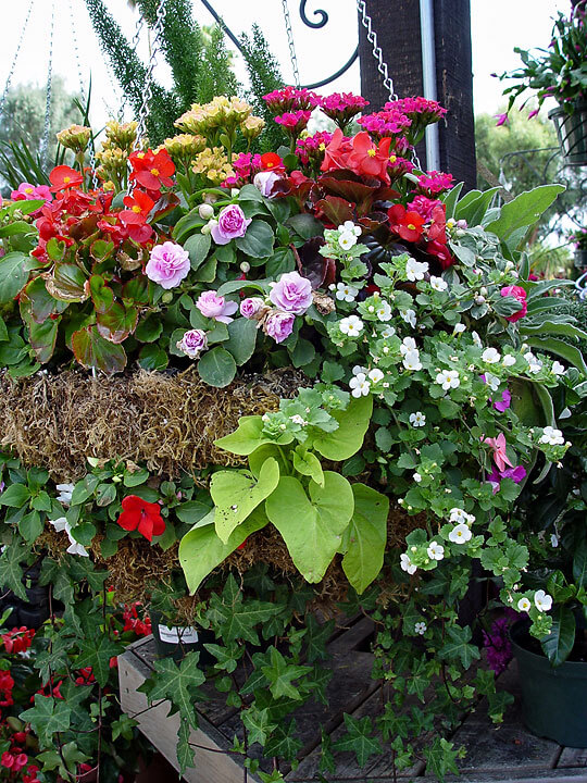 Hanging Baskets - Mixed Flowers - Maureen Gilmer Hanging Baskets - Mixed Flowers - Maureen Gilmer
