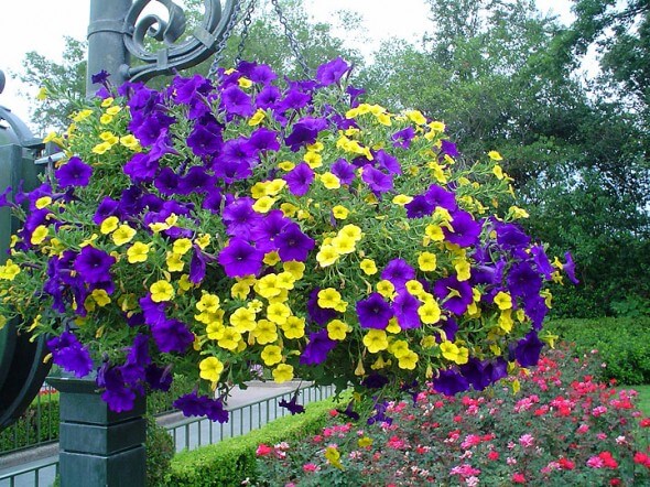 Hanging Baskets - Petunias - Maureen Gilmer Hanging Baskets - Petunias - Maureen Gilmer