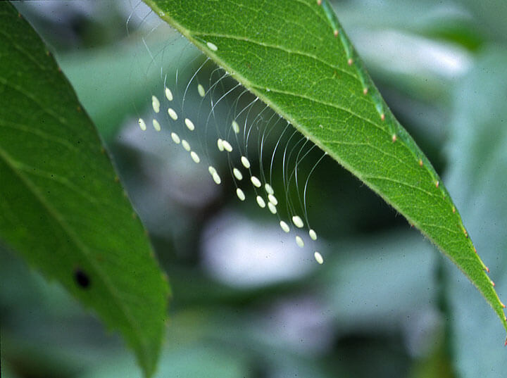 Lacewing Eggs