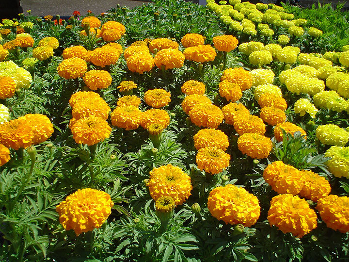Marigolds Repel Bugs in Food Garden - Maureen Gilmer Marigolds Repel Bugs in Food Garden - Maureen Gilmer