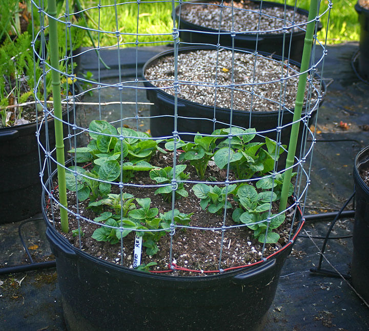 Potato and Cage - Rich Baer Potato and Cage - Rich Baer