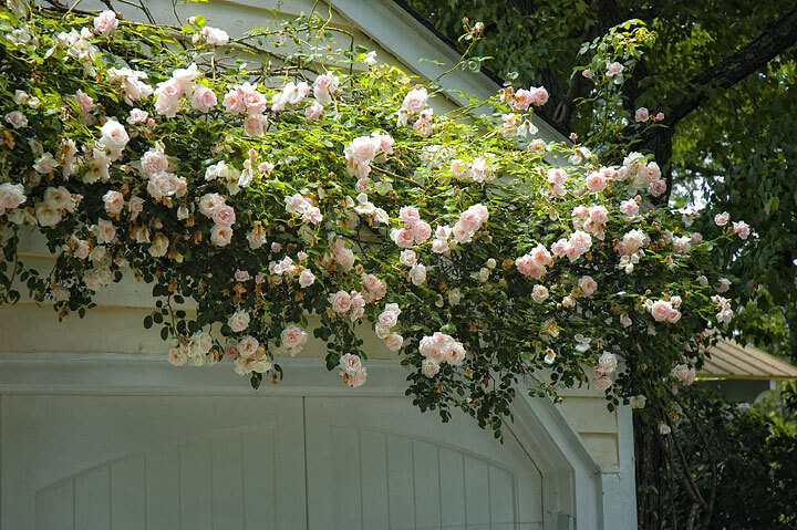 New Dawn Heirloom Roses - Pam Beck New Dawn Heirloom Roses - Pam Beck