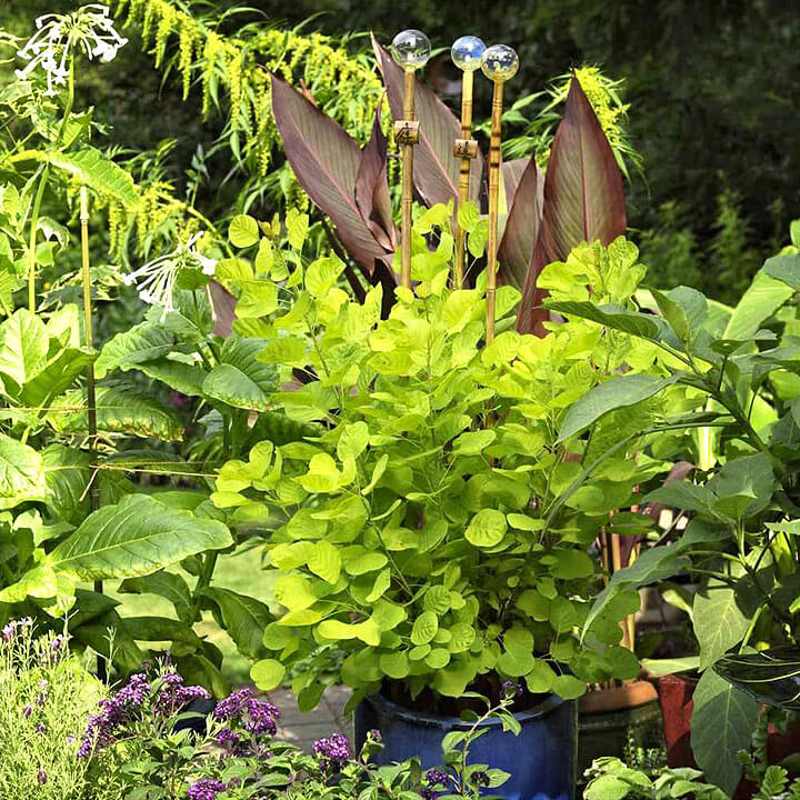 Cotinus Golden Spirit - Mike Darcy