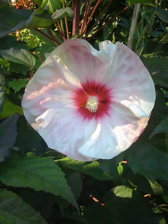 Hardy Hibiscus - Mike Darcy